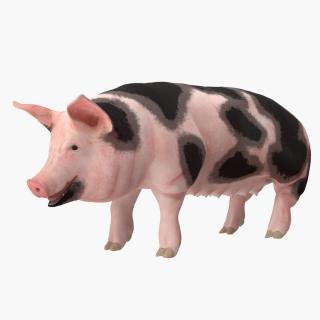 3D Pig Sow Peitrain Rigged model