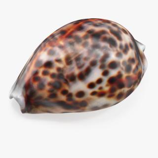 3D Tiger Cowrie Shell model