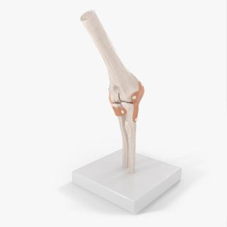 3D Elbow Joint