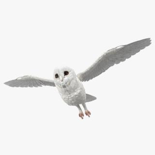 3D White Barn Owl Flying