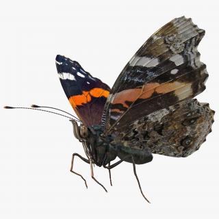 3D Vanessa Atalanta Butterfly Rigged model