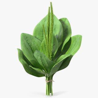 Broadleaf Plantain Herb Plant 3D model