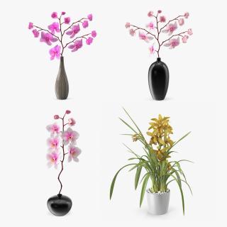 Orchid Collection 2 3D model