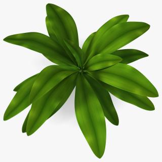 3D Tropical Plant Glauca Cordyline 2 model