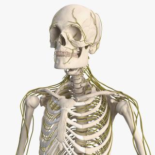 Male Skeleton and Nervous System 3D