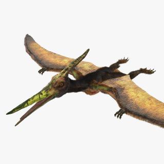 3D Pteranodon Flying Carnivorous Reptile with Fur