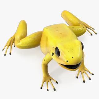 Golden Dart Frog Rigged for Maya 3D