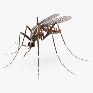 3D model Mosquito