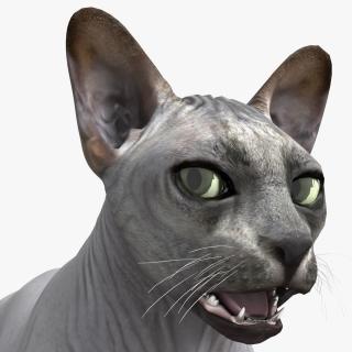 3D model Sphynx Cat Solid Color Black Rigged