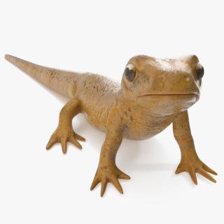 3D model Common Newt Standing Pose