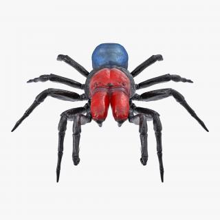 3D Missulena Occatoria Spider