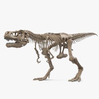 3D Tyrannosaurus Rex Skeleton Fossil Walking Pose