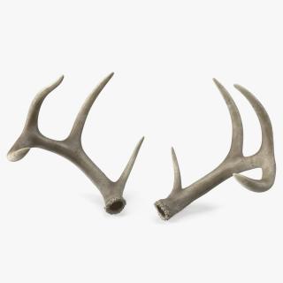 Antlers 3D model