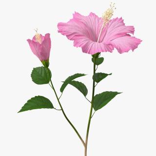 3D Flowering Hibiscus Stem Pink model