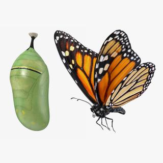 3D model Monarch Butterfly with Cocoon Collection