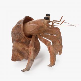 3D model Hermit Crab Standing Pose