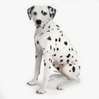 3D model Dalmatian Dog Sitting Pose Fur