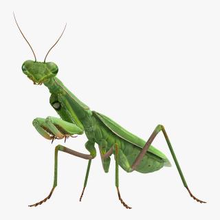 3D Mantis Religiosa Large Hemimetabolic Insect model