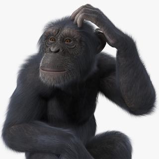 Dark Chimpanzee Sitting Pose Fur 3D