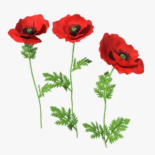 3D model Blooming Poppy Flower Set