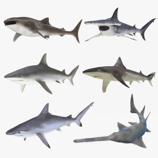 3D Rigged Sharks Collection 7