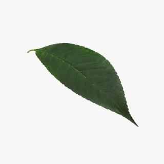 3D Cherry Leaf