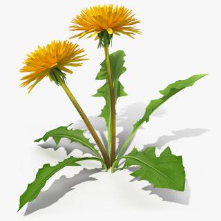 3D model Blooming Dandelion Flower