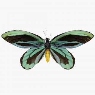 3D Ornithoptera Alexandrae Butterfly model