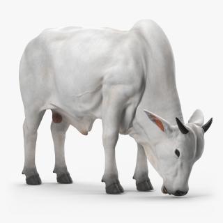 3D model Ongole Cattle Male Eating