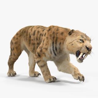 3D Saber Tooth Tiger Rigged with Fur model