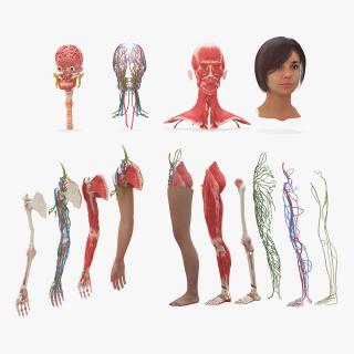 3D model Female Realistic Anatomy Collection