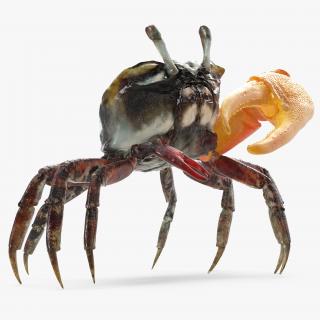 3D Calling Crab Standing Pose