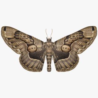 3D Animated Owl Moth Flight Rigged