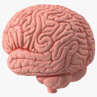 3D Human Brain Plastic Model for 3D Print model