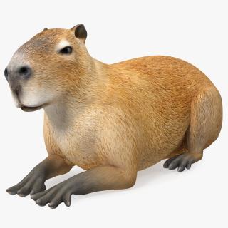 Capybara Lying Pose 3D model