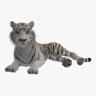 3D Lying White Tiger with Fur