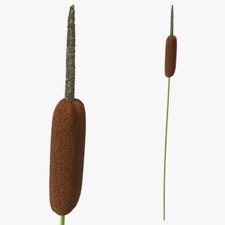 3D Typha Latifolia Plant Flower model