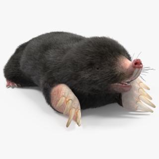 Mole Animal Fur Rigged 2 3D model