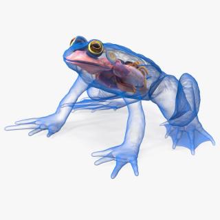 3D model Frog Internal Organs