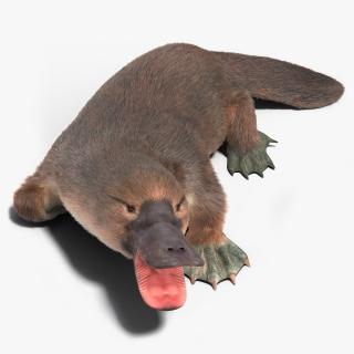 3D Duck Billed Platypus Fur Rigged