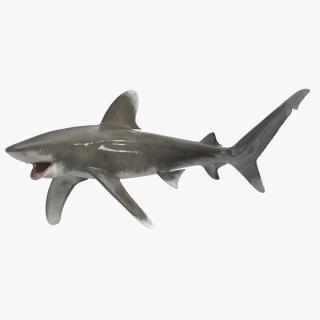 Realistic Oceanic Whitetip Shark Rigged 3D model