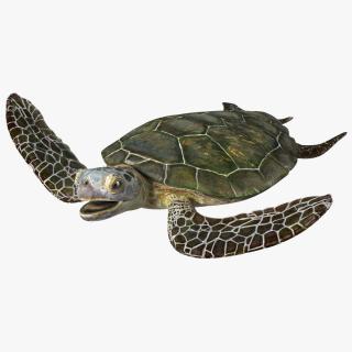 Realistic Sea Turtle Rigged 3D