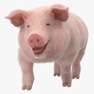 3D Pig Sow Landrace Walking Pose with Fur model