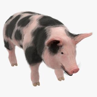 3D model Pig Sow Peitrain with Fur