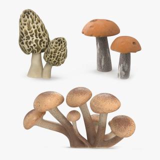 Edible Mushrooms Collection 3D