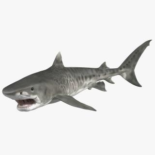 3D model Tiger Shark Rigged 2