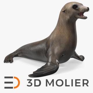 California Sea Lion 3D model