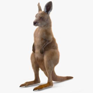 Baby Kangaroo in Standing Pose Fur 3D model