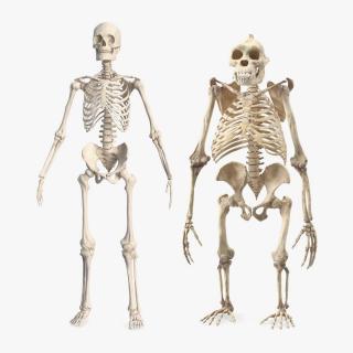 3D Human and Gorilla Skeletons Collection model