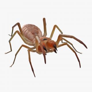 Camel Spider Rigged 3D model